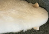 Sketch , a male Pomeranian for sale in Winter Haven, FL – 2 of 3