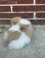 Dima, a male Pomeranian for sale in Winter Haven, FL – 2 of 10
