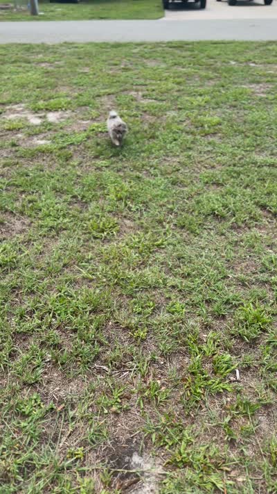 Smokey ~one blue eye, a male Pomeranian for sale in Winter Haven, FL – 5 of 7