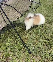 Mila, a female Pomeranian for sale in Winter Haven, FL – 4 of 10