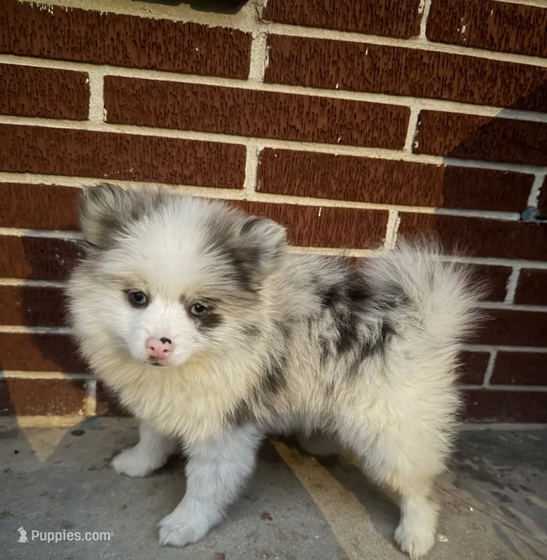 Stella – Pomeranian puppy for sale in Winter Haven, FL