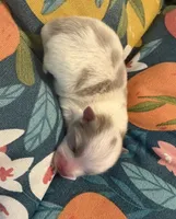 Misha, a male Pomeranian for sale in Winter Haven, FL – 2 of 4