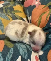 Misha, a male Pomeranian for sale in Winter Haven, FL – 3 of 4