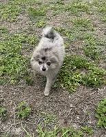 Smokey ~one blue eye, a male Pomeranian for sale in Winter Haven, FL – 6 of 7