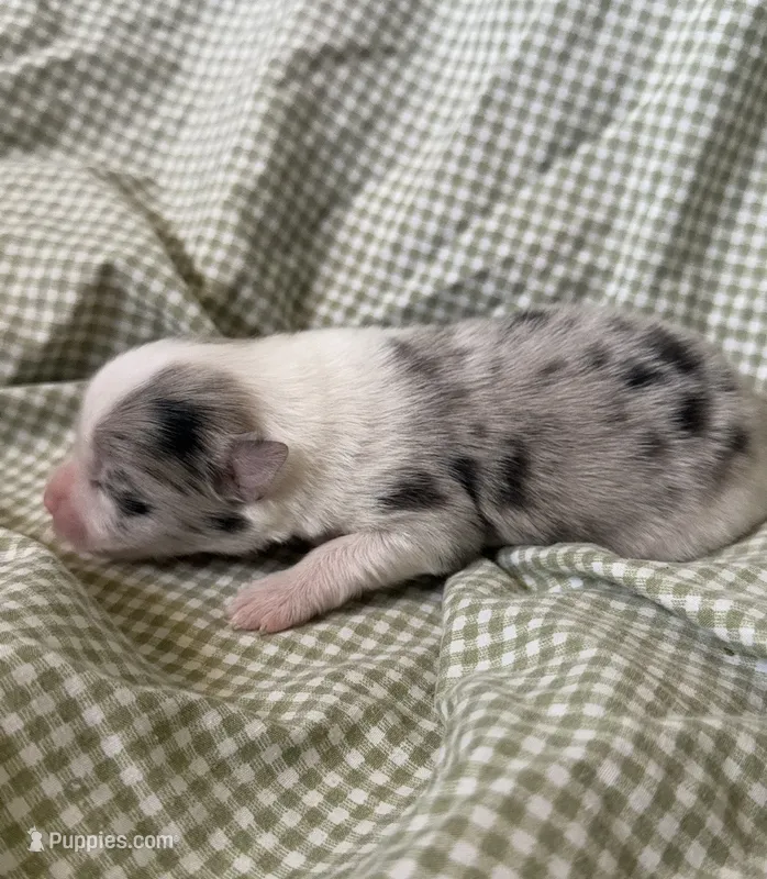 Stella – Pomeranian puppy for sale in Winter Haven, FL