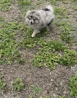 Smokey ~one blue eye, a male Pomeranian for sale in Winter Haven, FL – 4 of 7