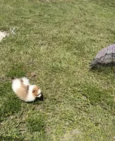 Mila, a female Pomeranian for sale in Winter Haven, FL – 5 of 10