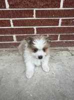 Mila, a female Pomeranian for sale in Winter Haven, FL – 9 of 10
