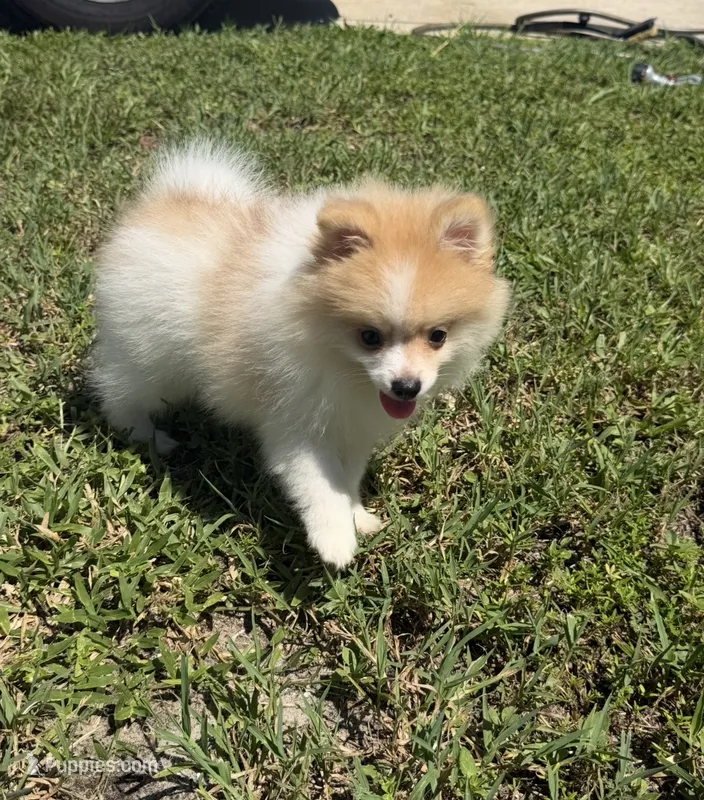 Dima – Pomeranian puppy for sale in Winter Haven, FL