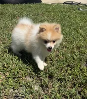 Dima, a male Pomeranian for sale in Winter Haven, FL – 1 of 9
