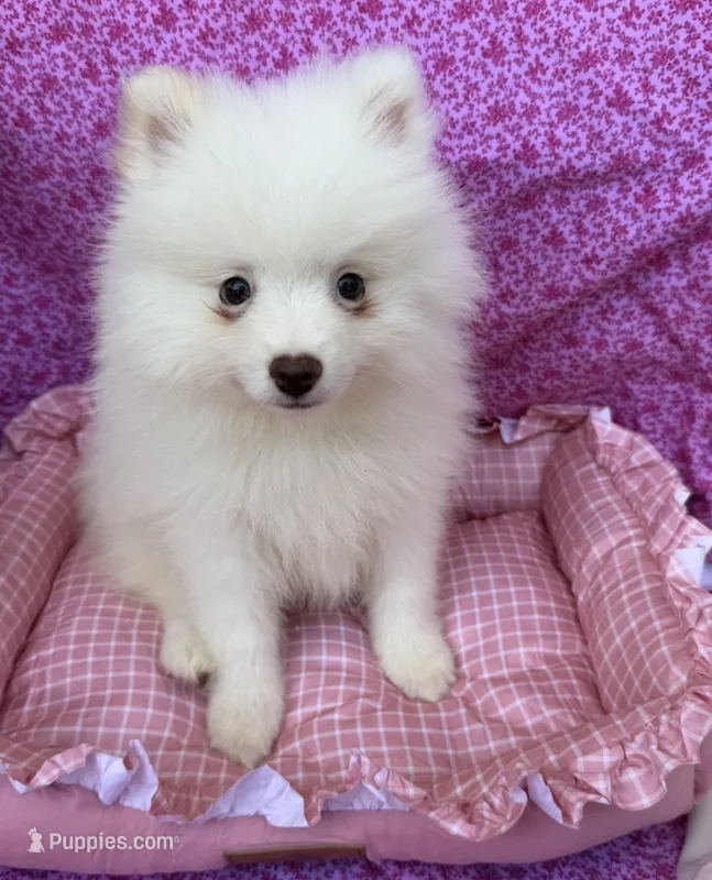 Ana – Pomeranian puppy for sale in Winter Haven, FL