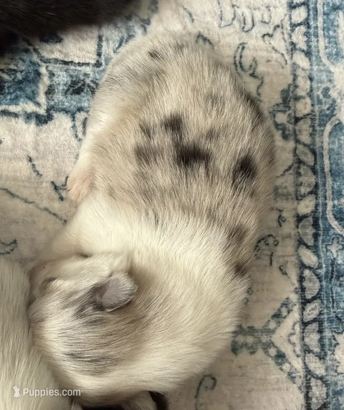 Stella – Pomeranian puppy for sale in Winter Haven, FL