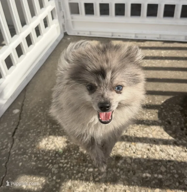 Smokey ~one blue eye – Pomeranian puppy for sale in Winter Haven, FL