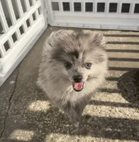 Smokey ~one blue eye, a male Pomeranian for sale in Winter Haven, FL – 1 of 8
