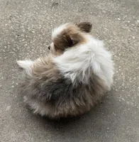 Mila, a female Pomeranian for sale in Winter Haven, FL – 3 of 10