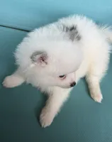 Zaya, a female Pomeranian for sale in Winter Haven, FL – 6 of 6