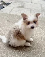 Mila, a female Pomeranian for sale in Winter Haven, FL – 4 of 10