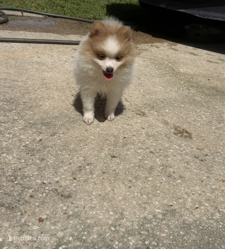 Mila – Pomeranian puppy for sale in Winter Haven, FL