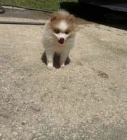 Mila, a female Pomeranian for sale in Winter Haven, FL – 1 of 10