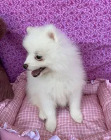 Ana, a female Pomeranian for sale in Winter Haven, FL – 4 of 10