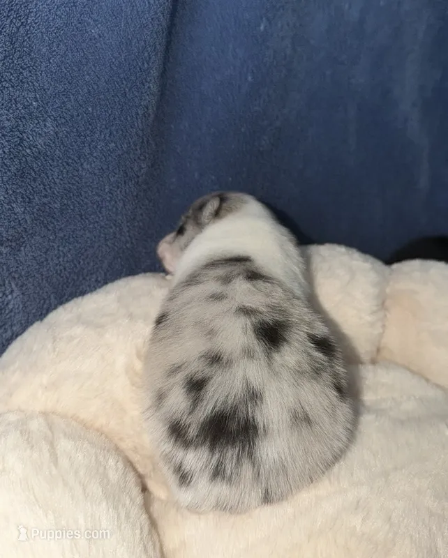 Stella – Pomeranian puppy for sale in Winter Haven, FL