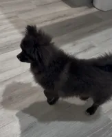 Onyx aka Bear  , a male Pomeranian for sale in Winter Haven, FL – 10 of 13