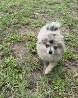 Smokey ~one blue eye, a male Pomeranian for sale in Winter Haven, FL – 2 of 7