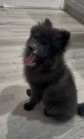 Onyx aka Bear  , a male Pomeranian for sale in Winter Haven, FL – 12 of 13