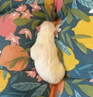 Ana, a female Pomeranian for sale in Winter Haven, FL – 2 of 2