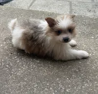 Mila, a female Pomeranian for sale in Winter Haven, FL – 6 of 10