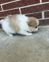 Dima, a male Pomeranian for sale in Winter Haven, FL – 5 of 10