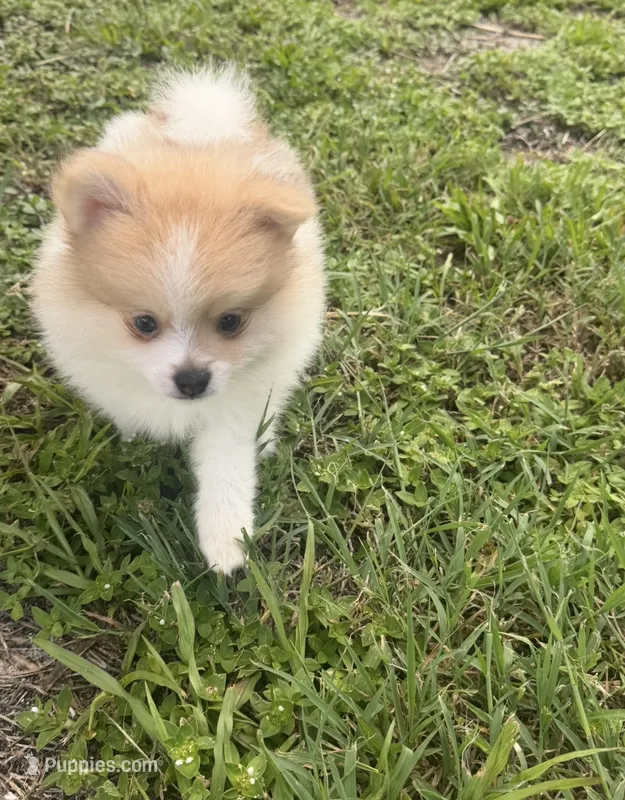 Dima – Pomeranian puppy for sale in Winter Haven, FL