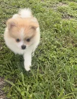 Dima, a male Pomeranian for sale in Winter Haven, FL – 5 of 9