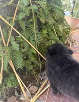 Bear , a male Pomeranian for sale in Winter Haven, FL – Photo 4 of 9