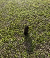 Bear , a male Pomeranian for sale in Winter Haven, FL – Photo 9 of 9