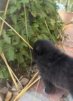 Bear , a male Pomeranian for sale in Winter Haven, FL – Photo 3 of 9
