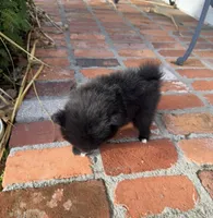 Bear , a male Pomeranian for sale in Winter Haven, FL – Photo 2 of 9