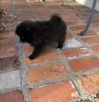 Bear , a male Pomeranian for sale in Winter Haven, FL – Photo 5 of 9