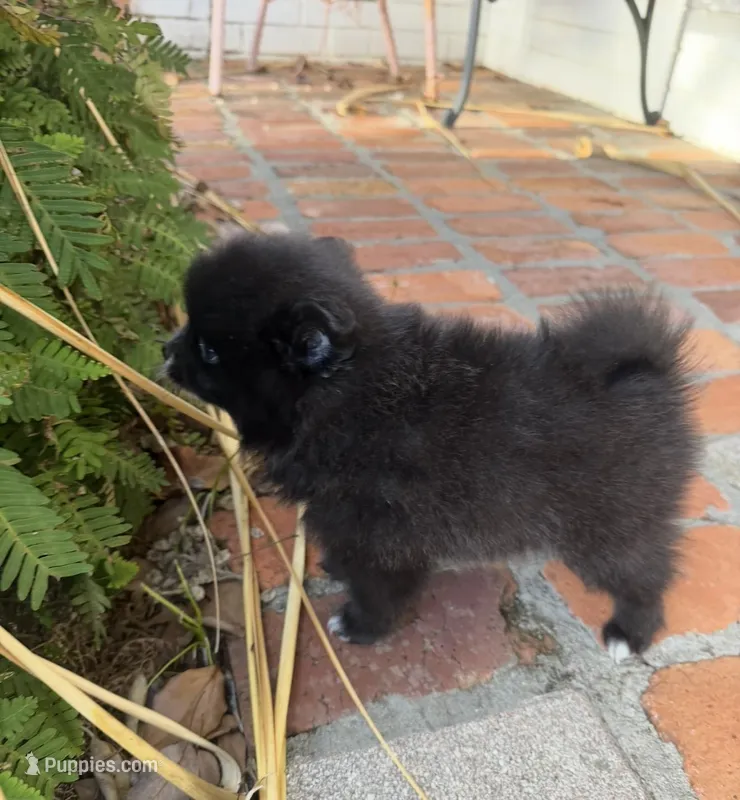 Bear  – Pomeranian puppy for sale in Winter Haven, FL