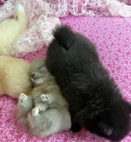 Bear , a male Pomeranian for sale in Winter Haven, FL – Photo 1 of 2