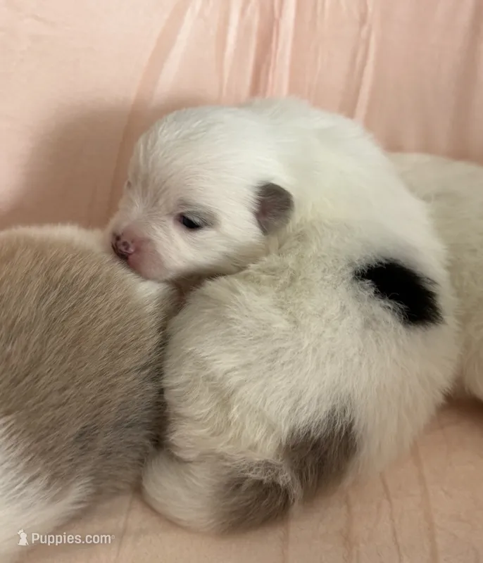 Zaya – Pomeranian puppy for sale in Winter Haven, FL