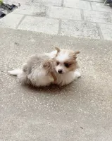 Mila, a female Pomeranian for sale in Winter Haven, FL – 5 of 10