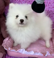 Ana, a female Pomeranian for sale in Winter Haven, FL – 2 of 10