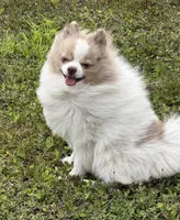 Mila, a female Pomeranian for sale in Winter Haven, FL – 4 of 4