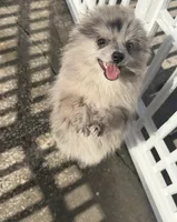 Smokey ~one blue eye, a male Pomeranian for sale in Winter Haven, FL – 2 of 8