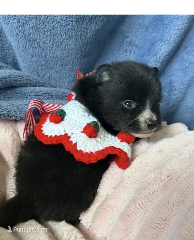 Apollo – Pomeranian puppy for sale in Winter Haven, FL
