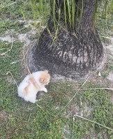 Dima, a male Pomeranian for sale in Winter Haven, FL – 6 of 9