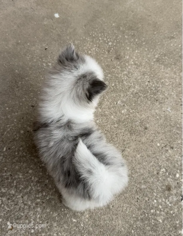 Stella – Pomeranian puppy for sale in Winter Haven, FL