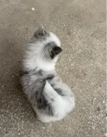 Stella, a female Pomeranian for sale in Winter Haven, FL – 1 of 6
