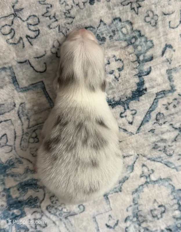 Gemma – Pomeranian puppy for sale in Winter Haven, FL